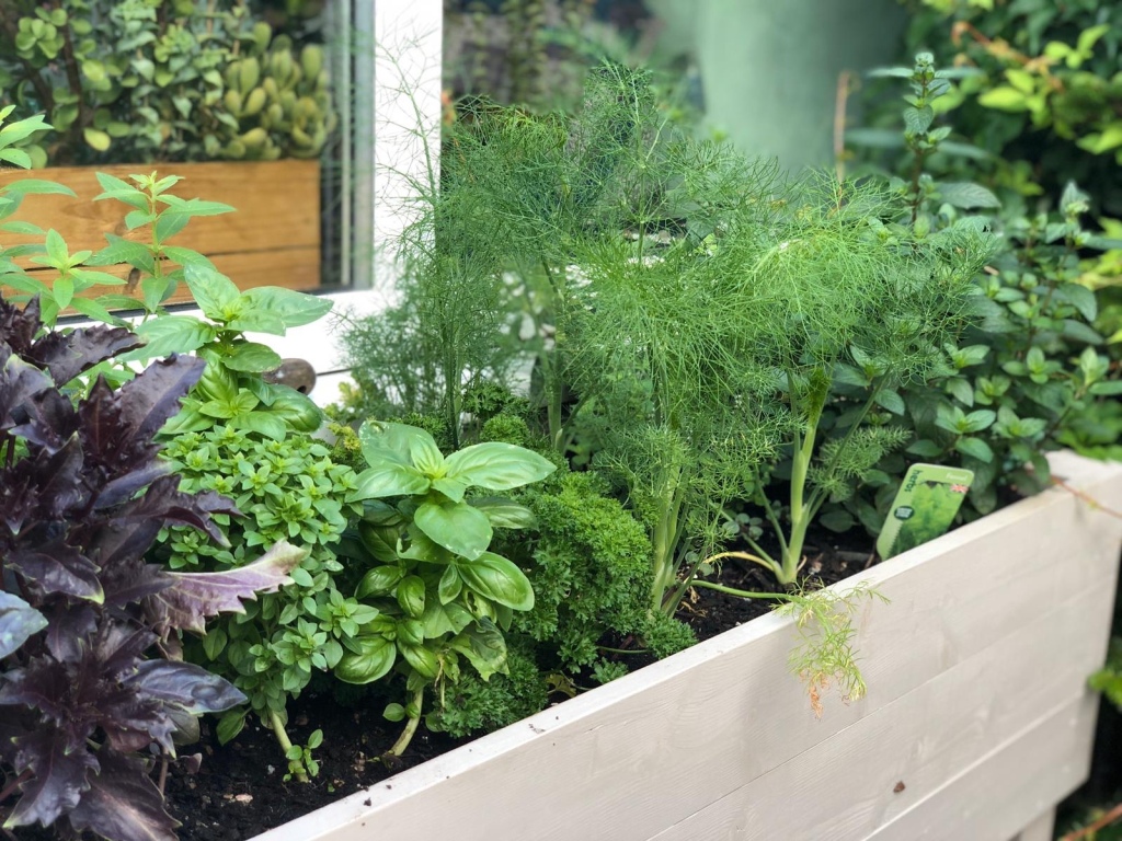 parley fennel mint and basil in herb planter