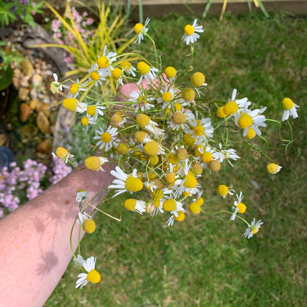 homegrown chamomile flowers