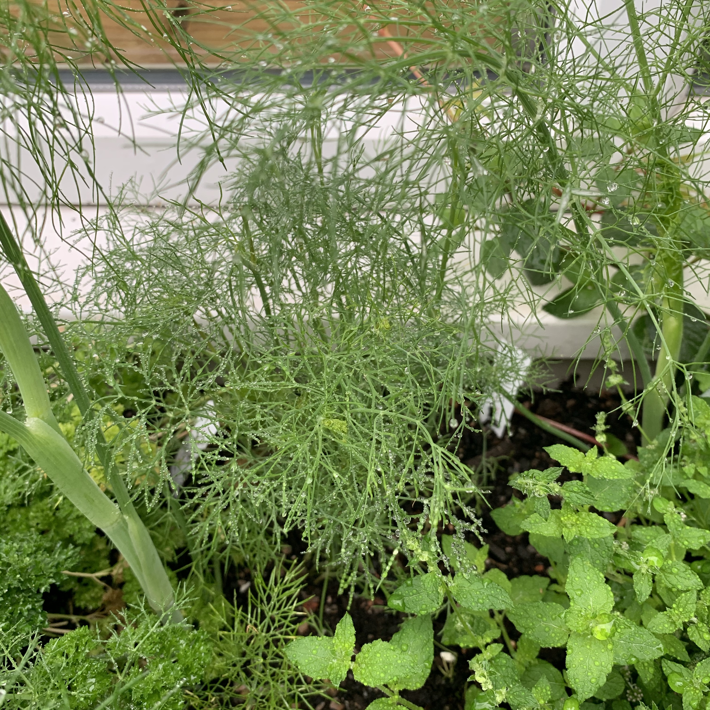homegrown dill herb planter